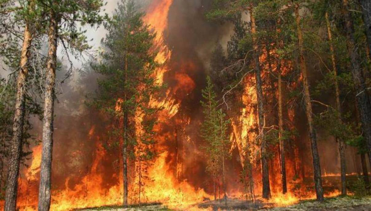 Лесные пожары в России, что известно на сегодня 5 августа