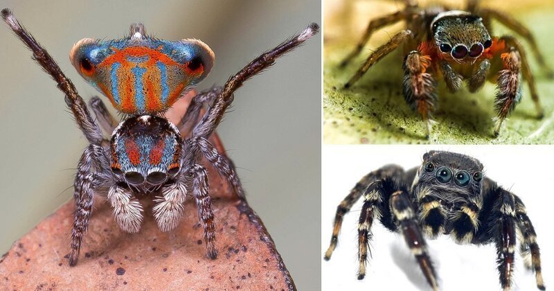 Пять новых видов пауков обнаружили в Австралии