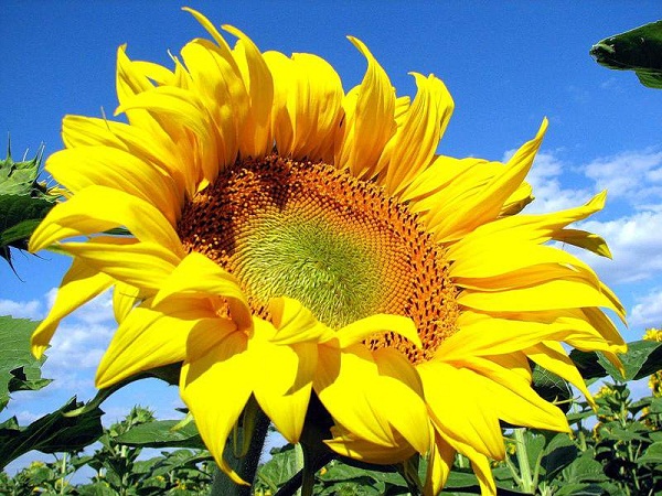 Ученые объяснили, почему растения поворачиваются к солнцу